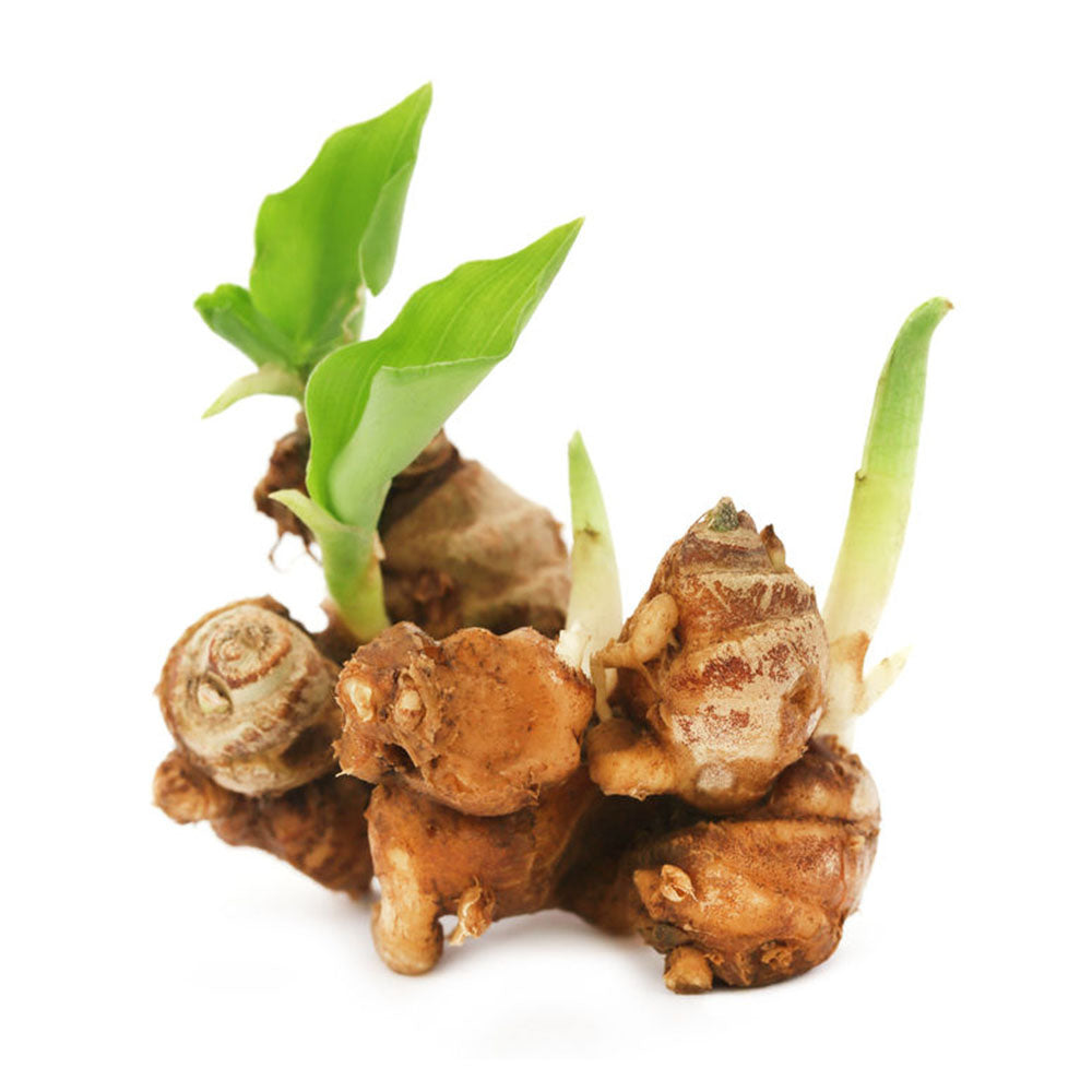 Aromatic ginger (kencur, galanga) 100g